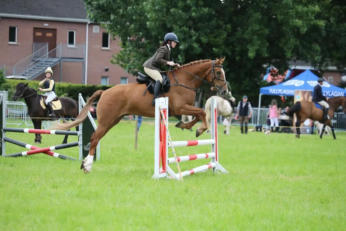 Irish Sport Horse  (All Rounder/Hunter) - Image 3