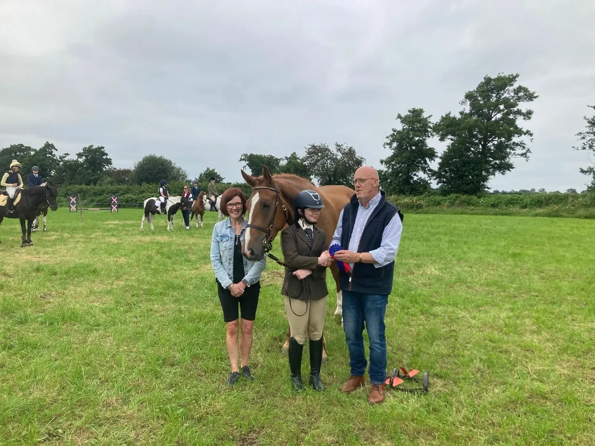 Irish Sport Horse  (All Rounder/Hunter) - Image 4