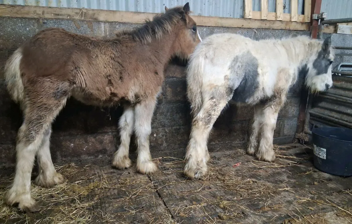 Heavy colt foals - Image 1