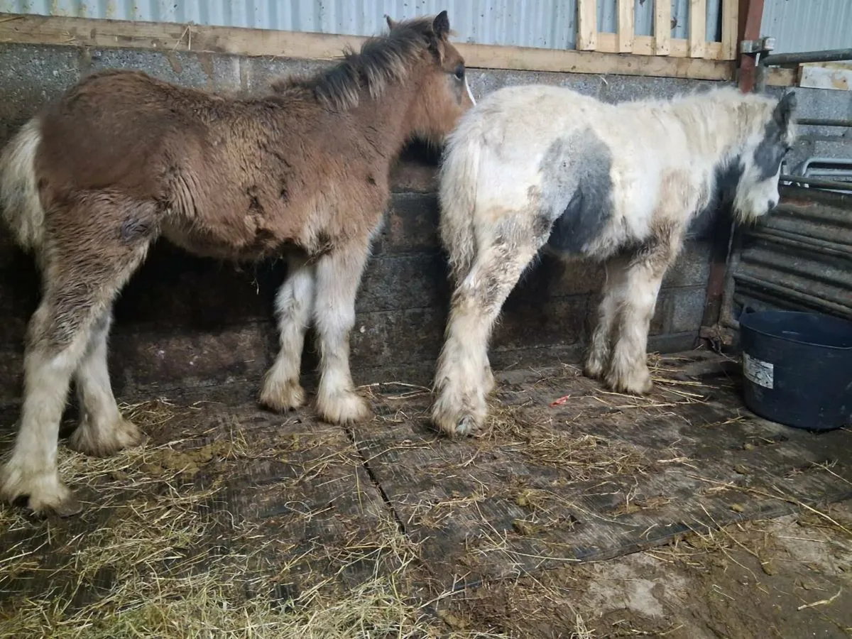 Heavy colt foals - Image 2