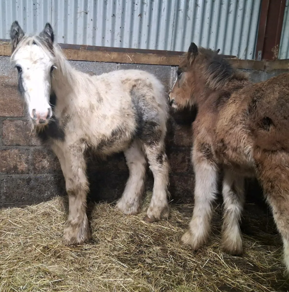 Heavy colt foals - Image 3