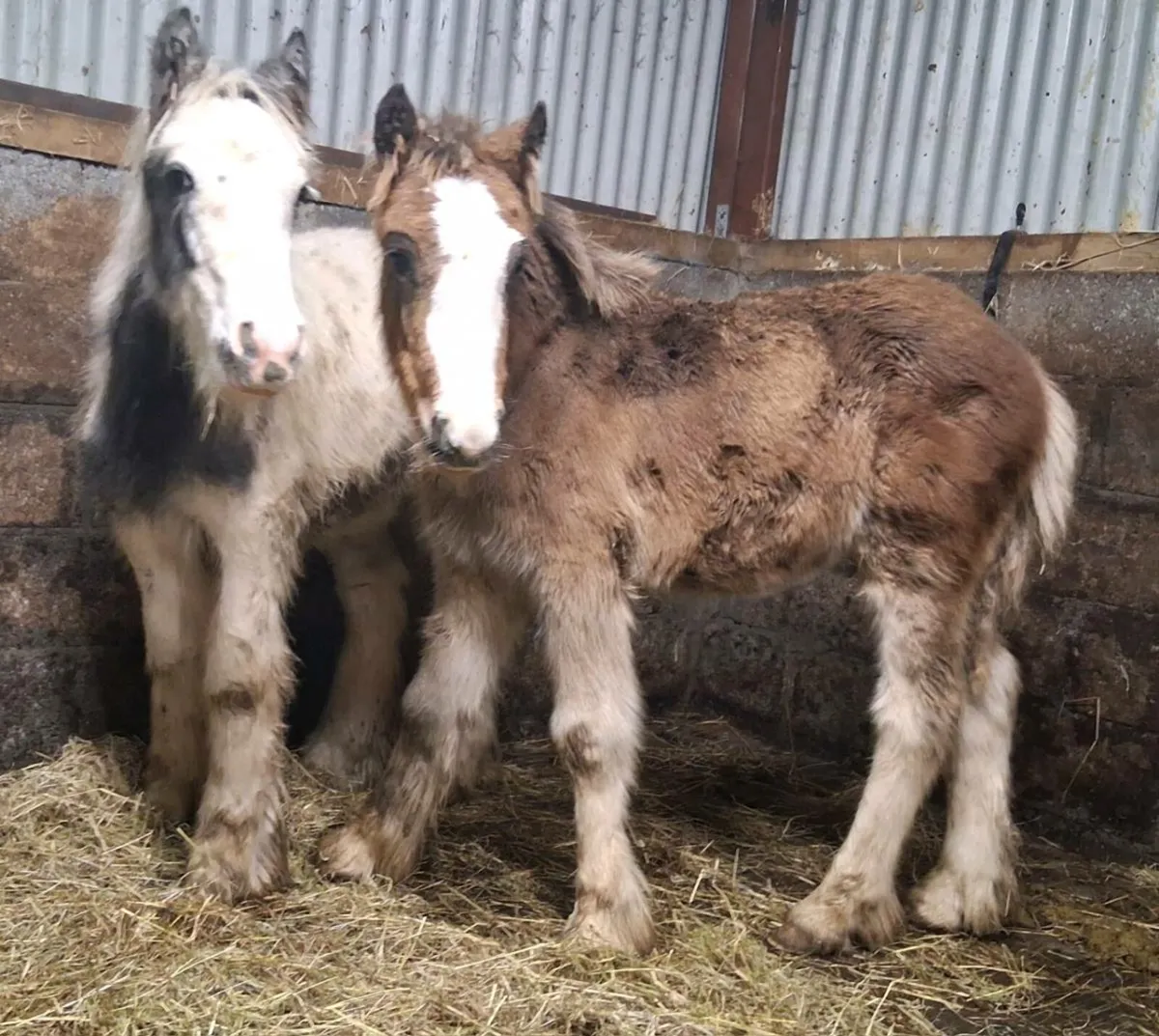 Heavy colt foals - Image 4