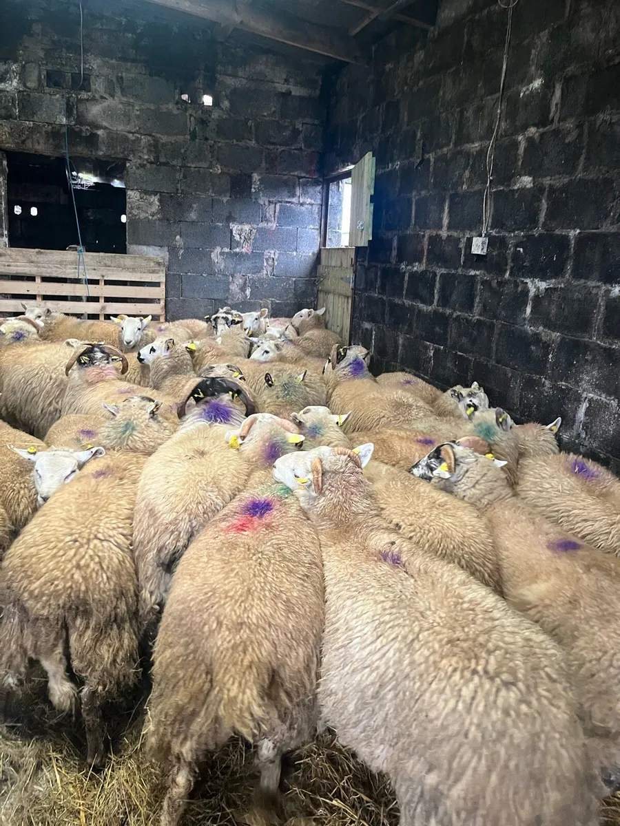 Store Lambs - Image 1