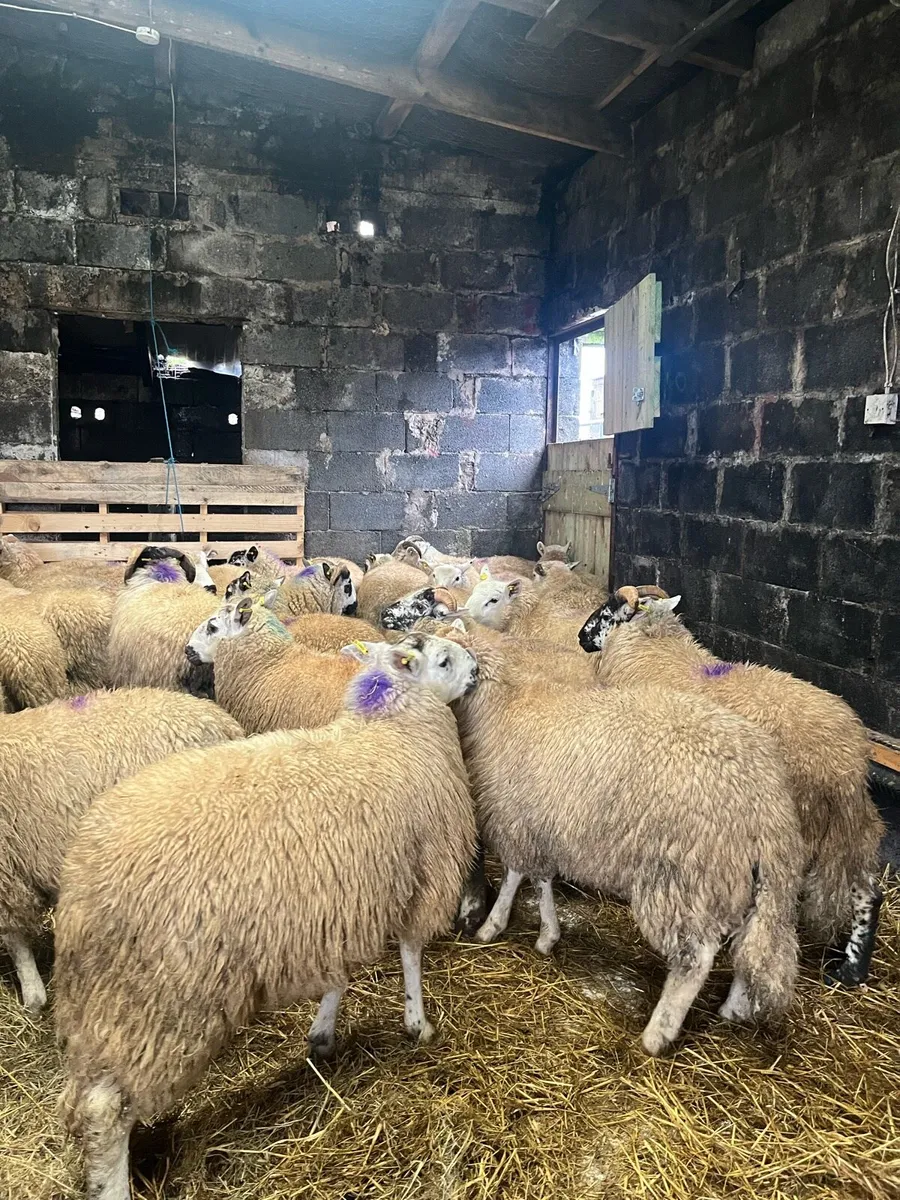 Store Lambs - Image 2