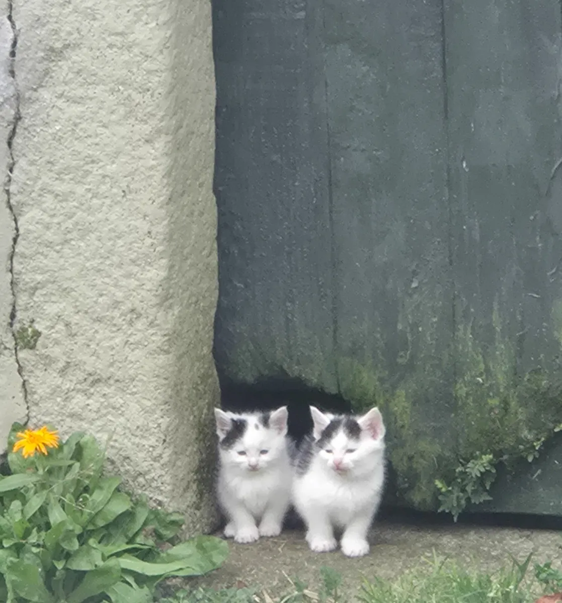 Kittens Free to Good Homes - Image 1