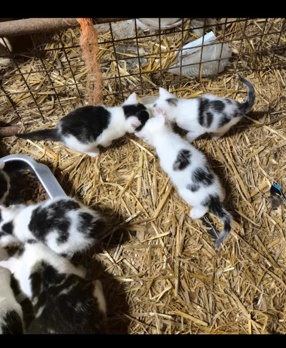 Kittens Free to Good Homes - Image 2