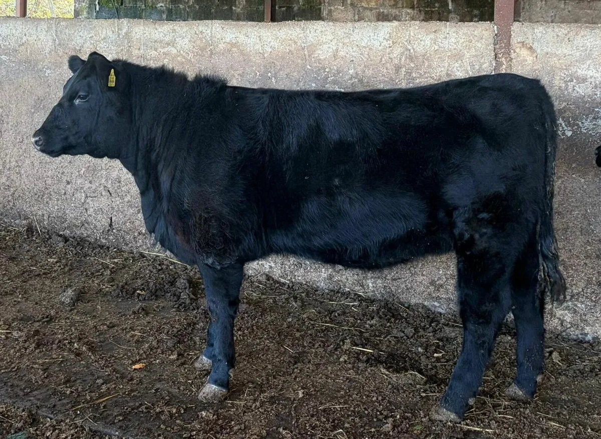 Munster Angus Breeders sale Nov 1st Kilmallock - Image 2