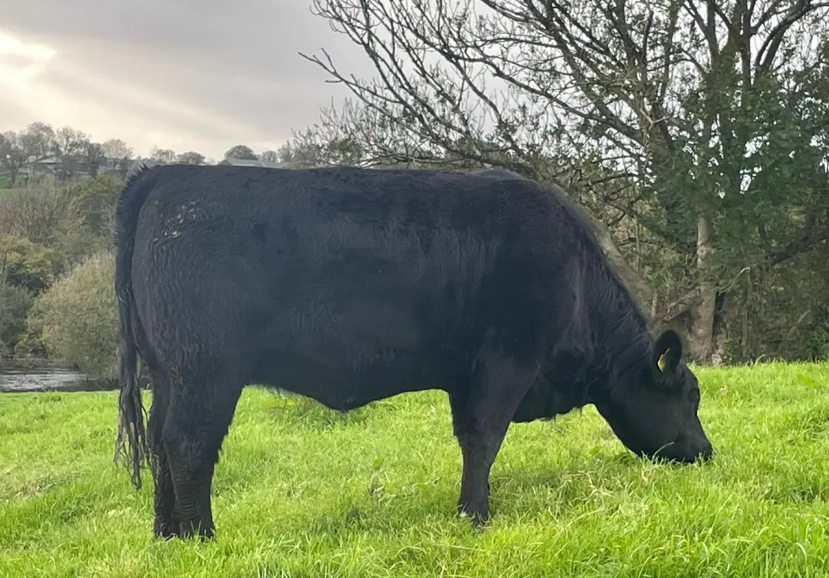 Munster Angus Breeders sale Nov 1st Kilmallock - Image 4