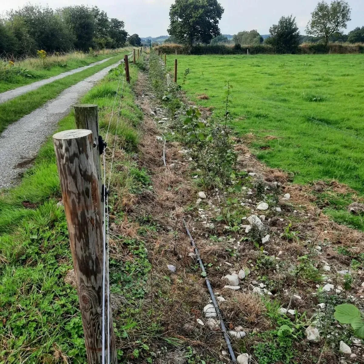 Whitethorn Hedging - Image 2