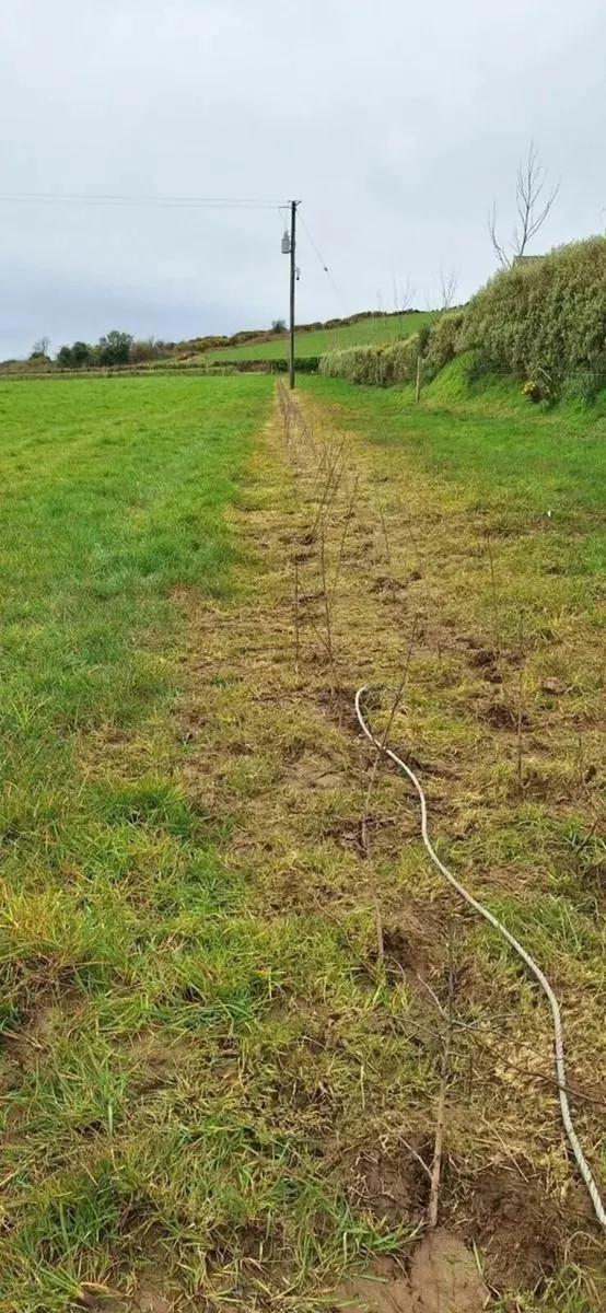 Whitethorn Hedging - Image 4