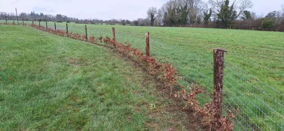 Beech hedging - Image 1