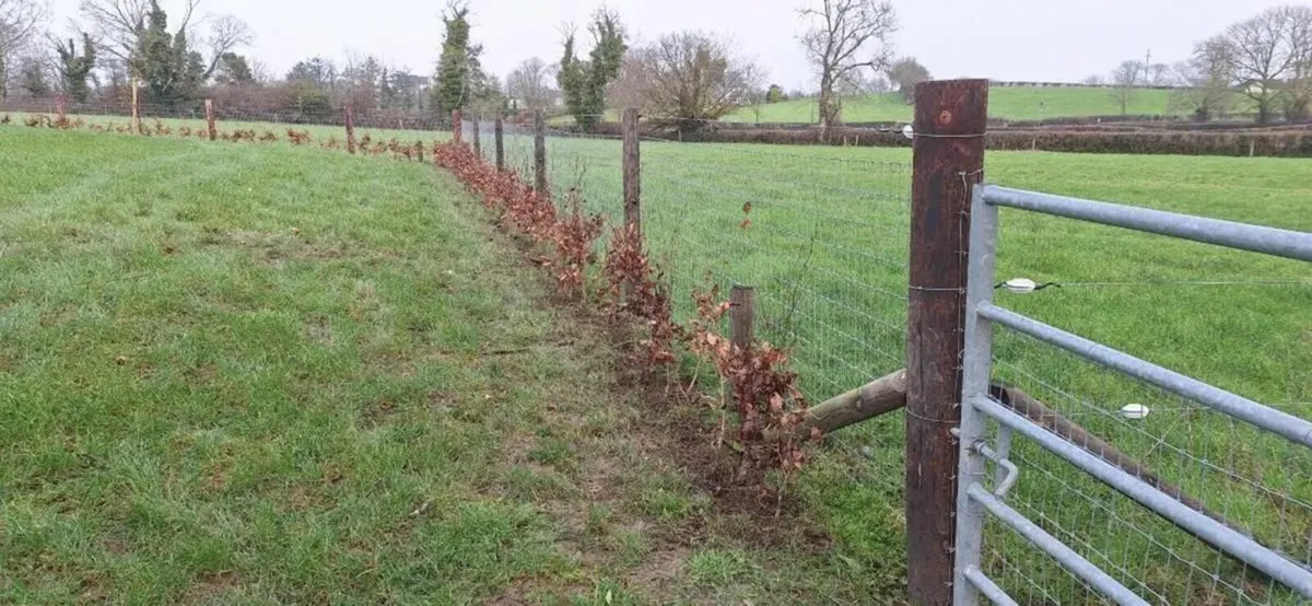 Beech hedging - Image 2