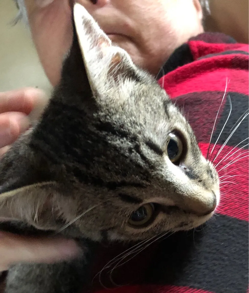 Rescue kittens - Image 1