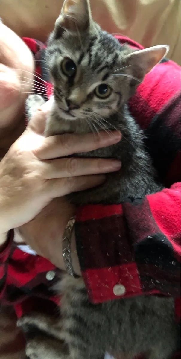 Rescue kittens - Image 2