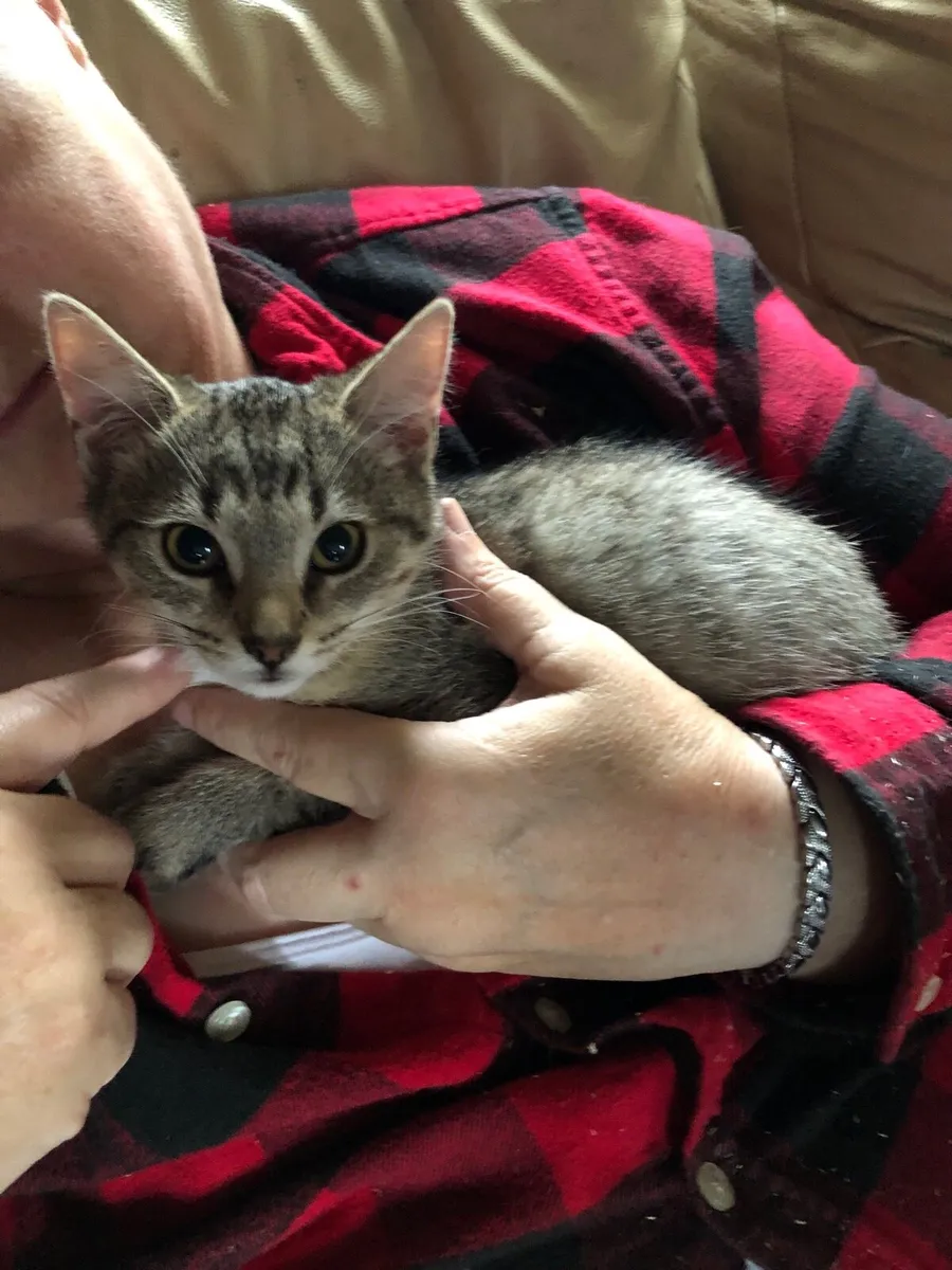 Rescue kittens - Image 3