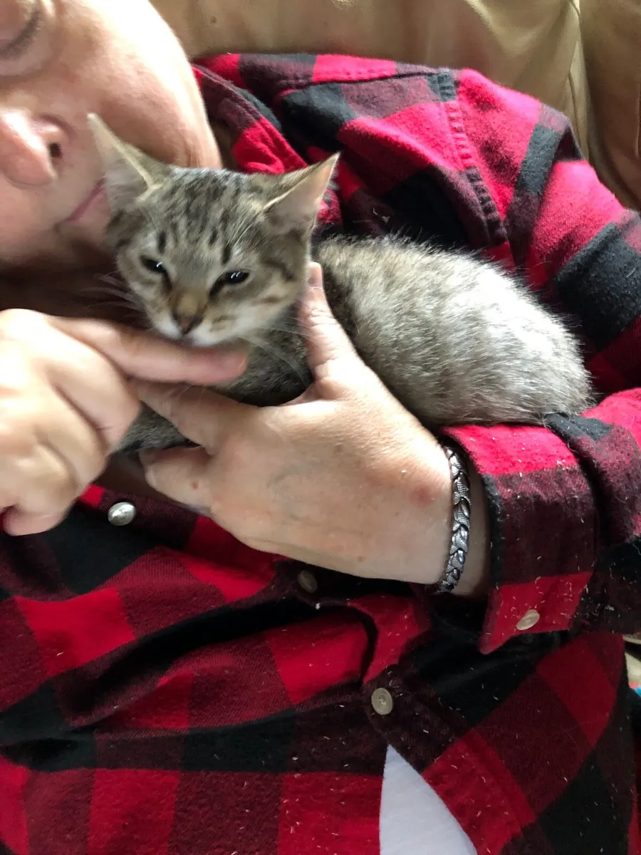 Rescue kittens - Image 4