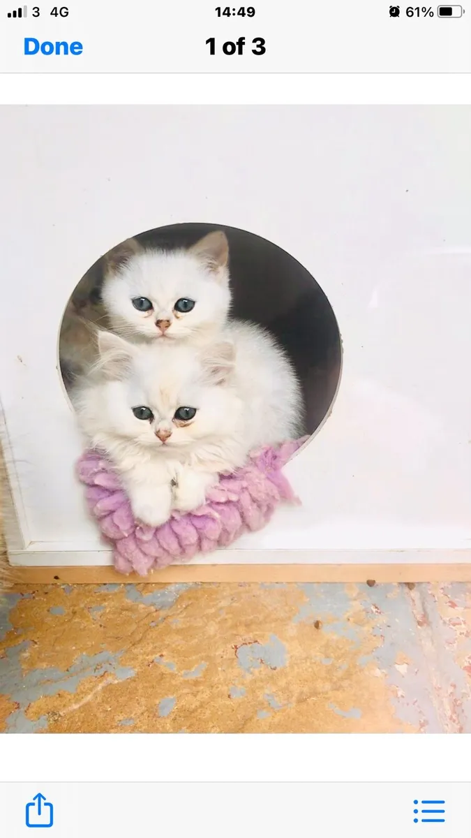 Chinchilla persian kittens - Image 1