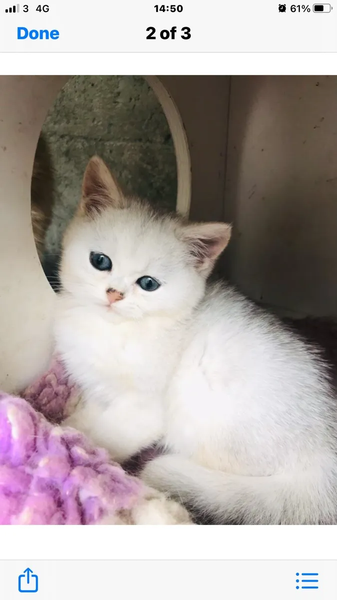 Chinchilla persian kittens - Image 2