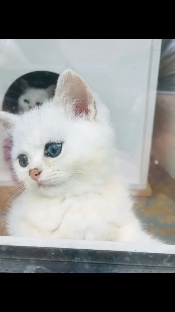 Chinchilla persian kittens - Image 3