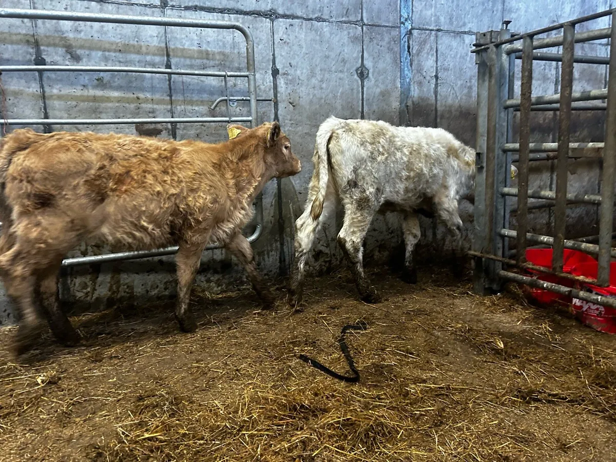 Two Charolais Runners - Image 1