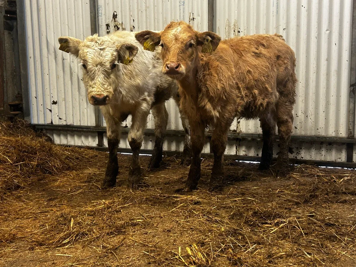 Two Charolais Runners - Image 2