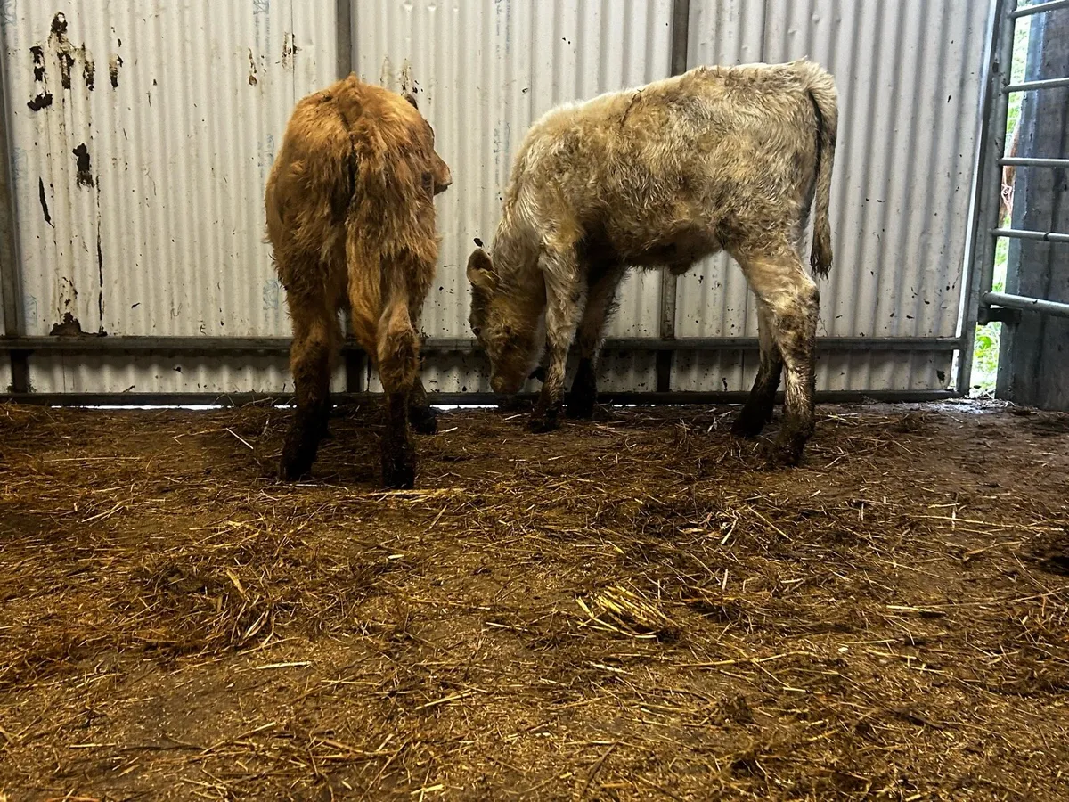 Two Charolais Runners - Image 3
