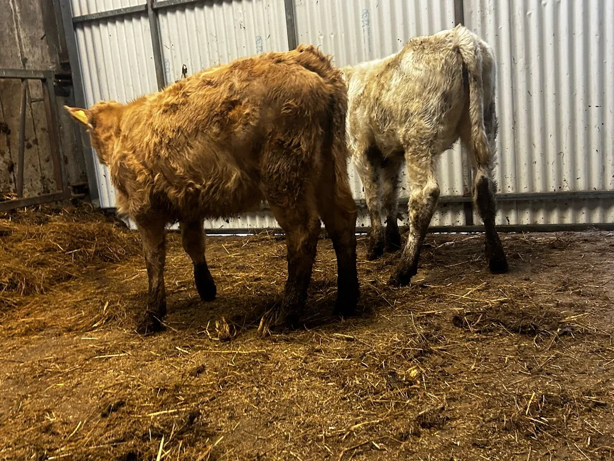 Two Charolais Runners - Image 4