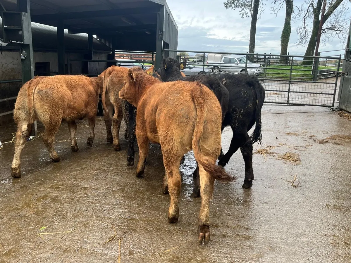 8 super  350 kg limosin heifers - Image 1