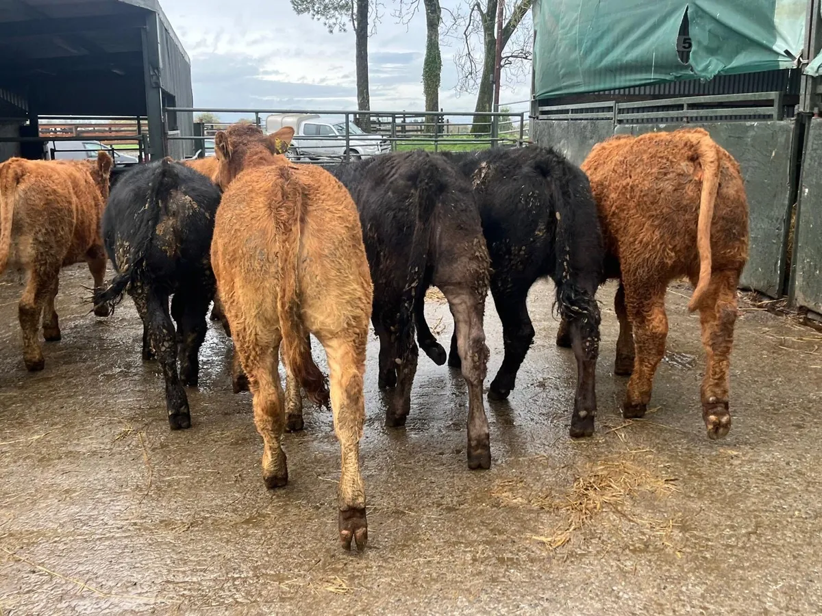 8 super  350 kg limosin heifers - Image 2