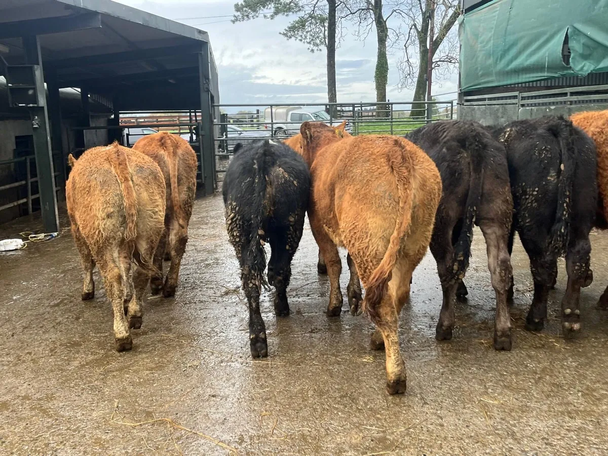 8 super  350 kg limosin heifers - Image 3