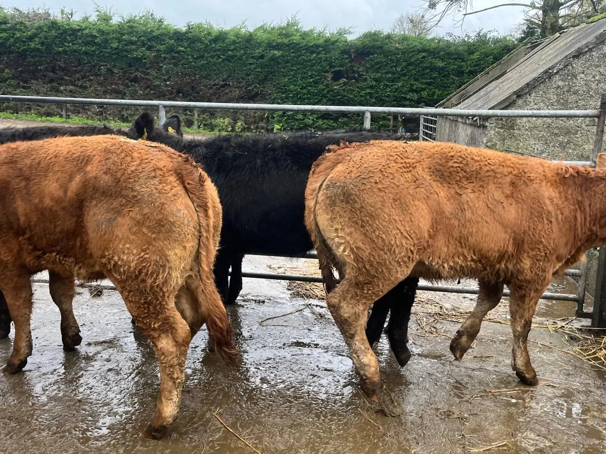 8 super  350 kg limosin heifers - Image 4