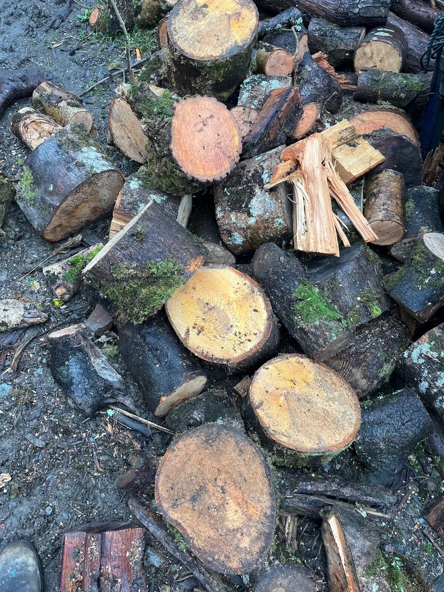 Hardwood and soft wood - Image 3