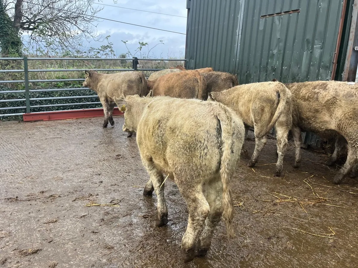 10 super 300 kg charlaois heifers - Image 1