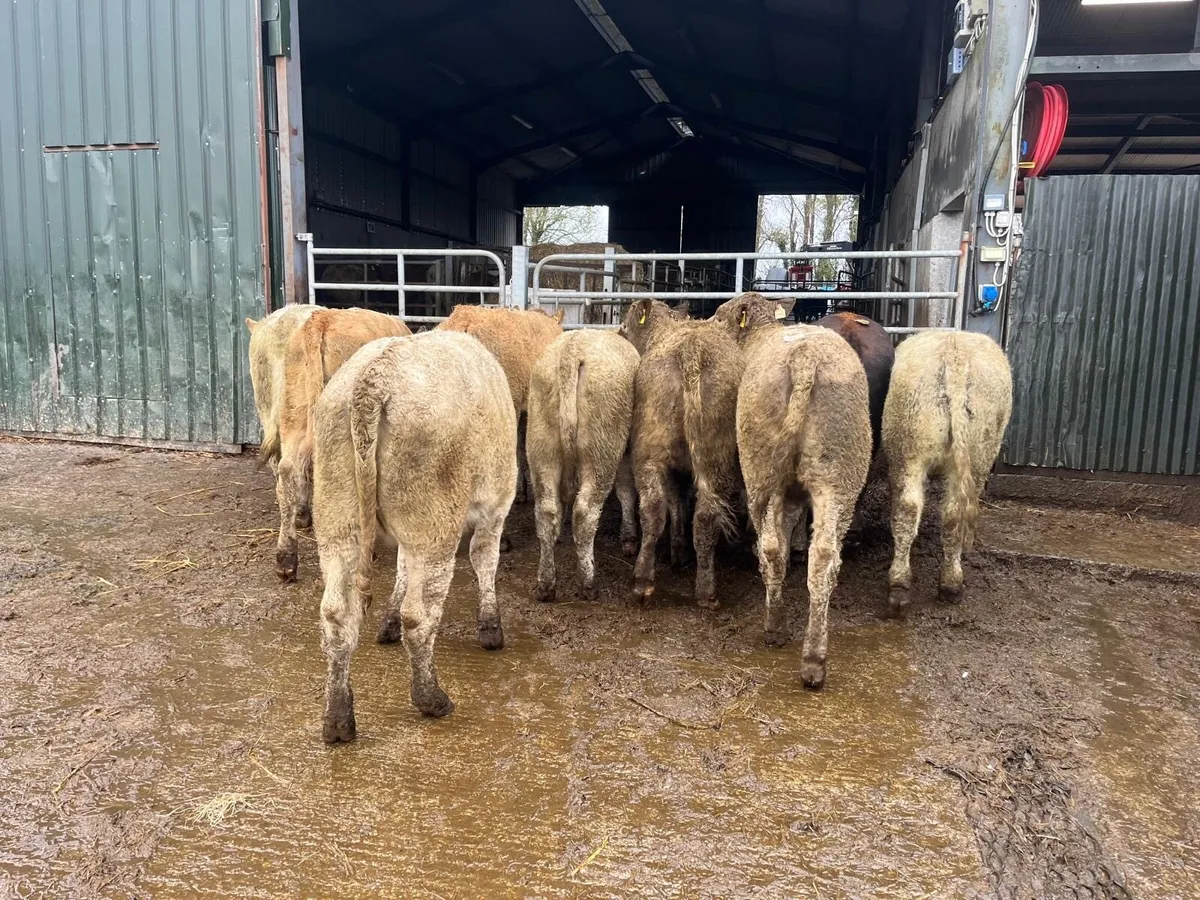 10 super 300 kg charlaois heifers - Image 2