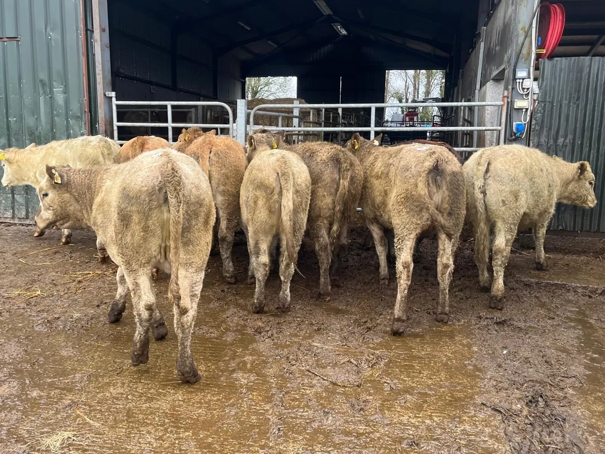 10 super 300 kg charlaois heifers - Image 3