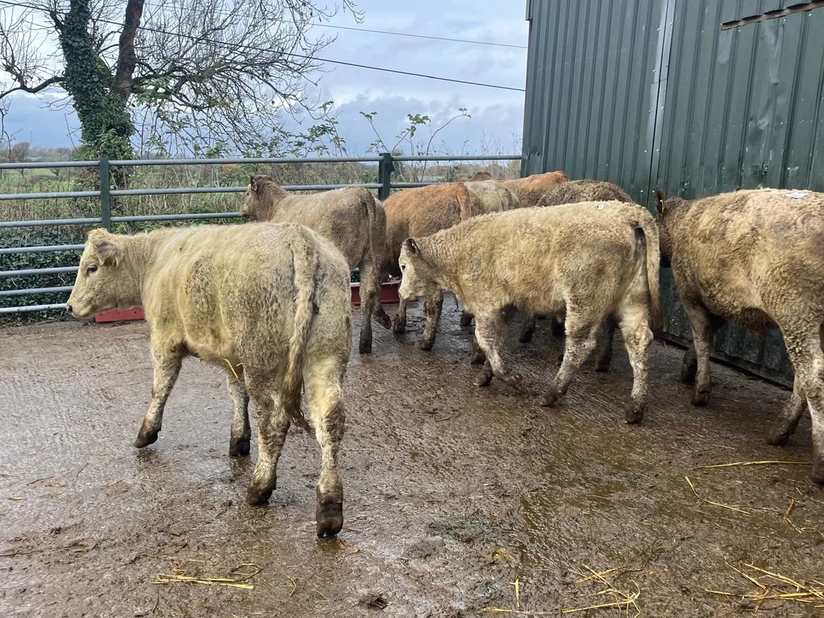 10 super 300 kg charlaois heifers - Image 4