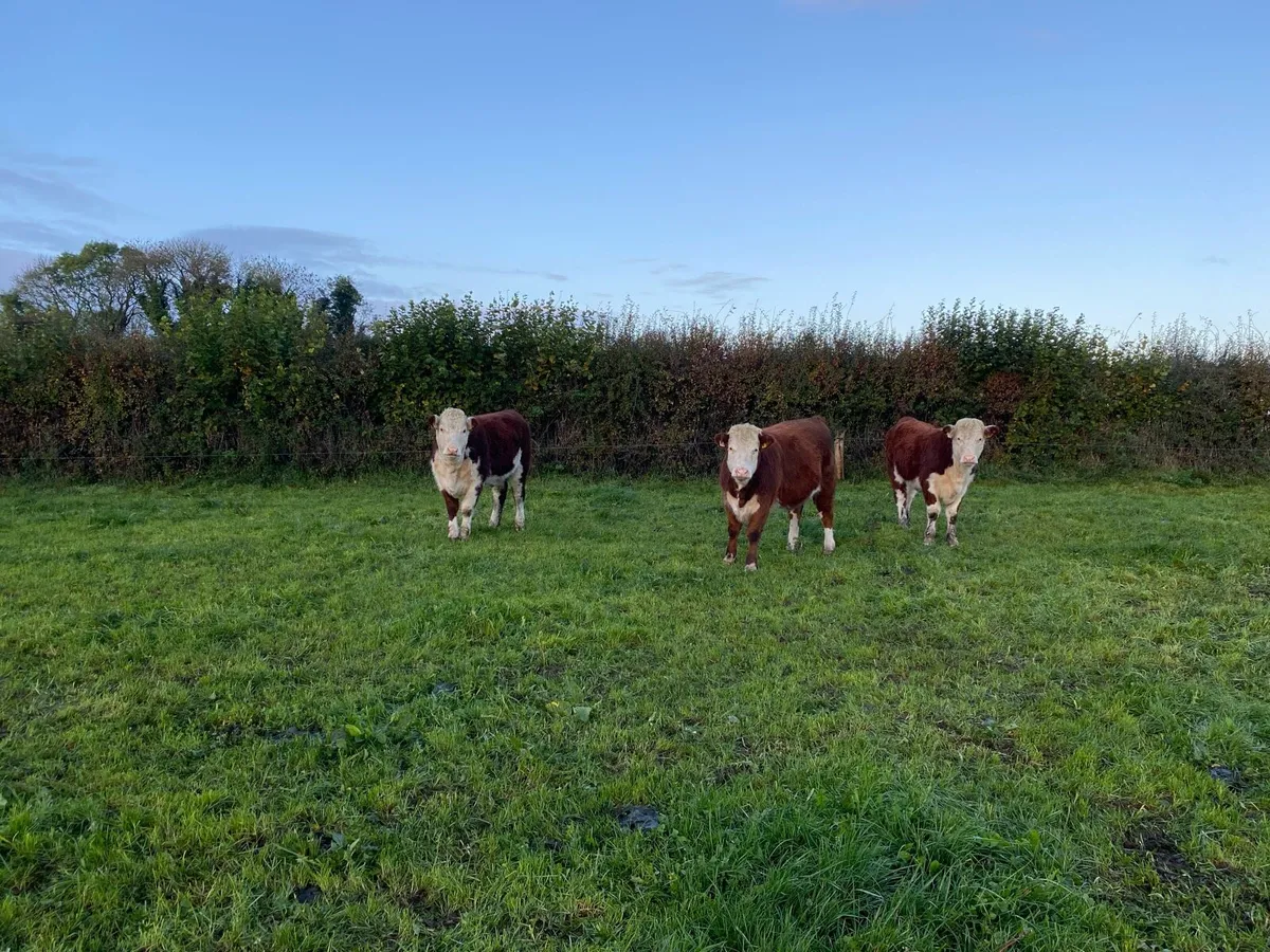 PB Hereford Heifers - Image 1