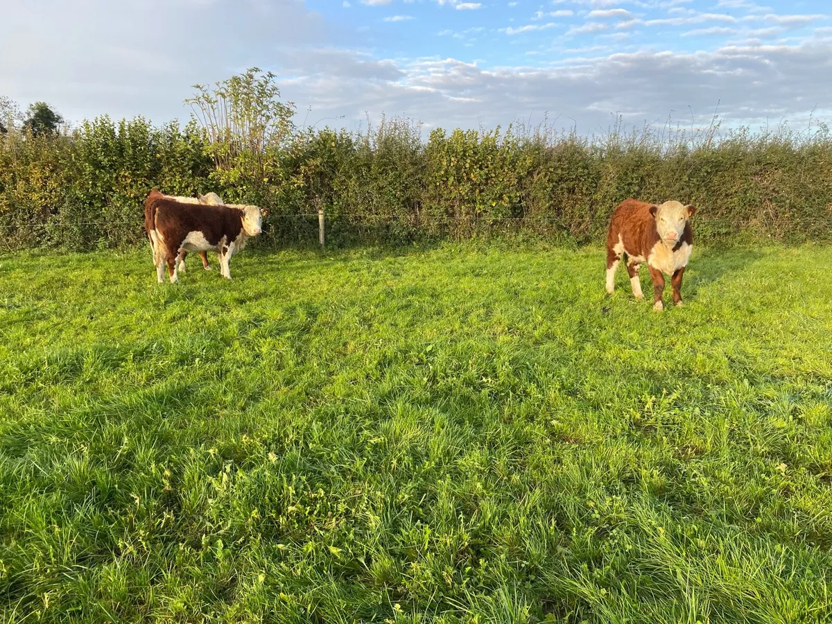 PB Hereford Heifers - Image 2