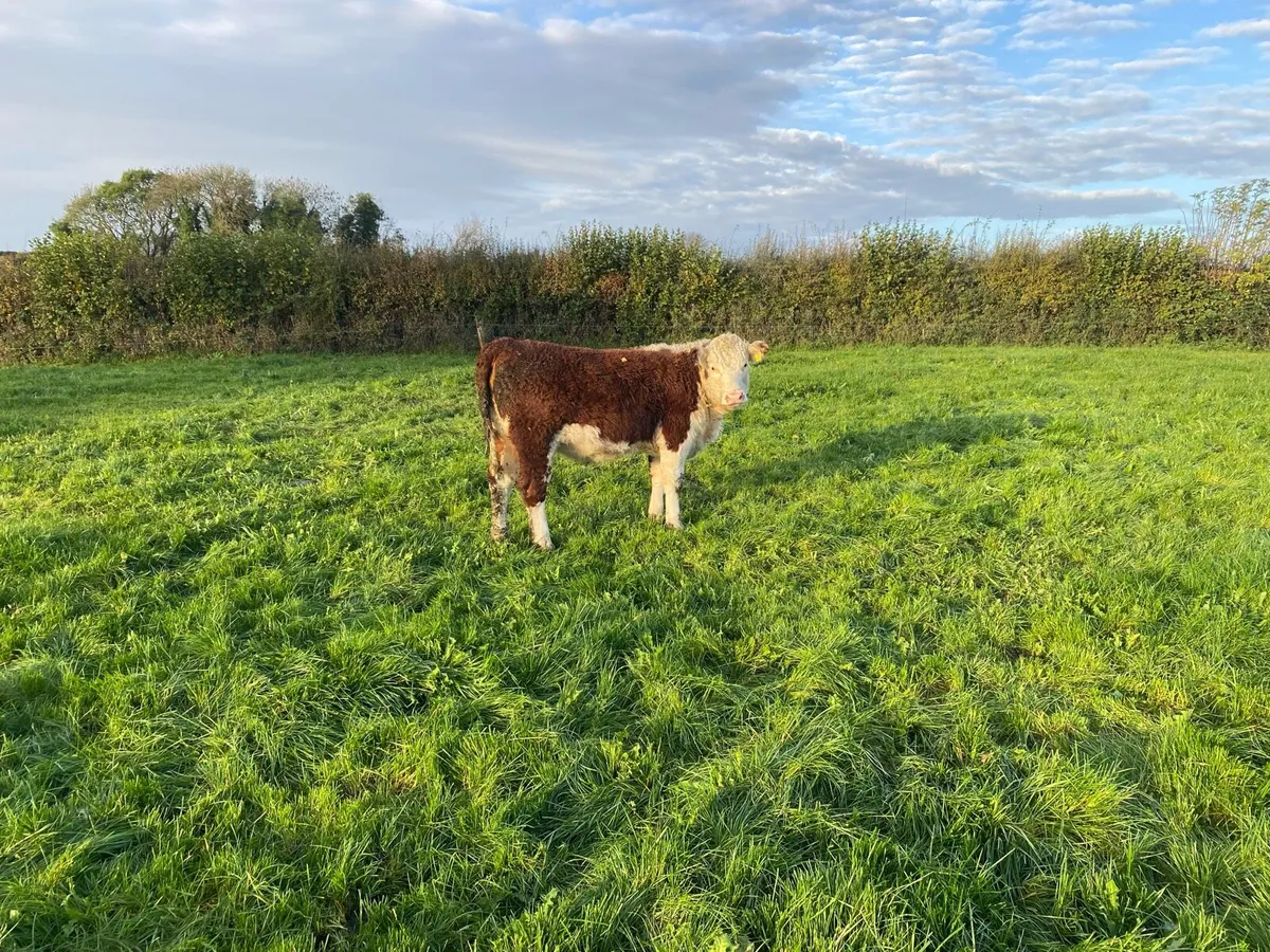 PB Hereford Heifers - Image 3