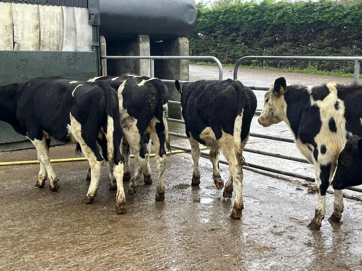 6 super  British Frisian  march born bulls - Image 1