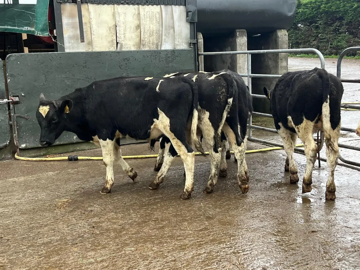 6 super  British Frisian  march born bulls - Image 2