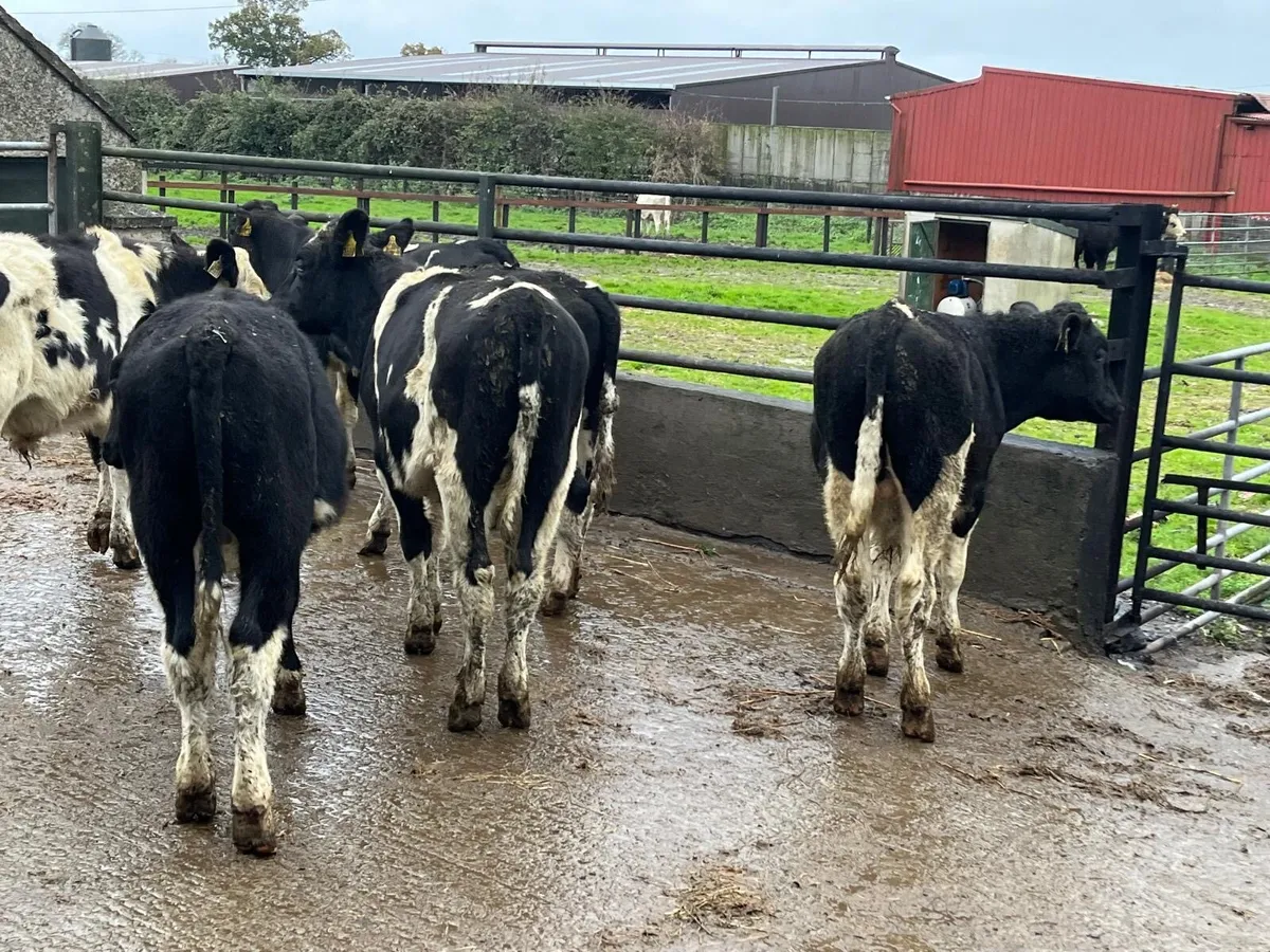 6 super  British Frisian  march born bulls - Image 3