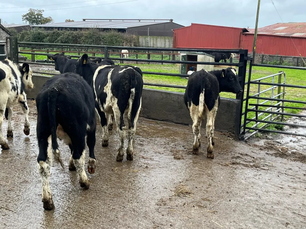 6 super  British Frisian  march born bulls - Image 4
