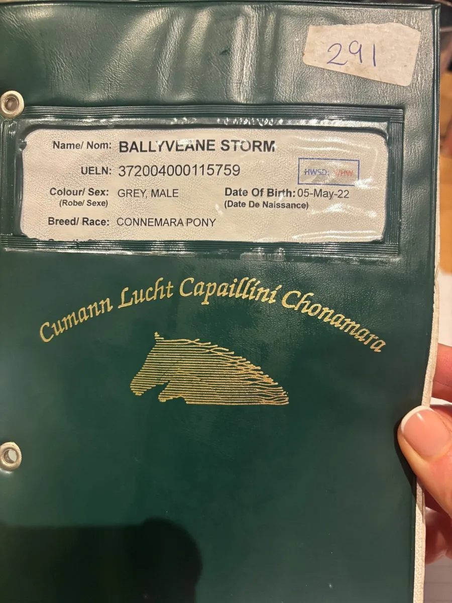 Connemara Ponies - Image 4