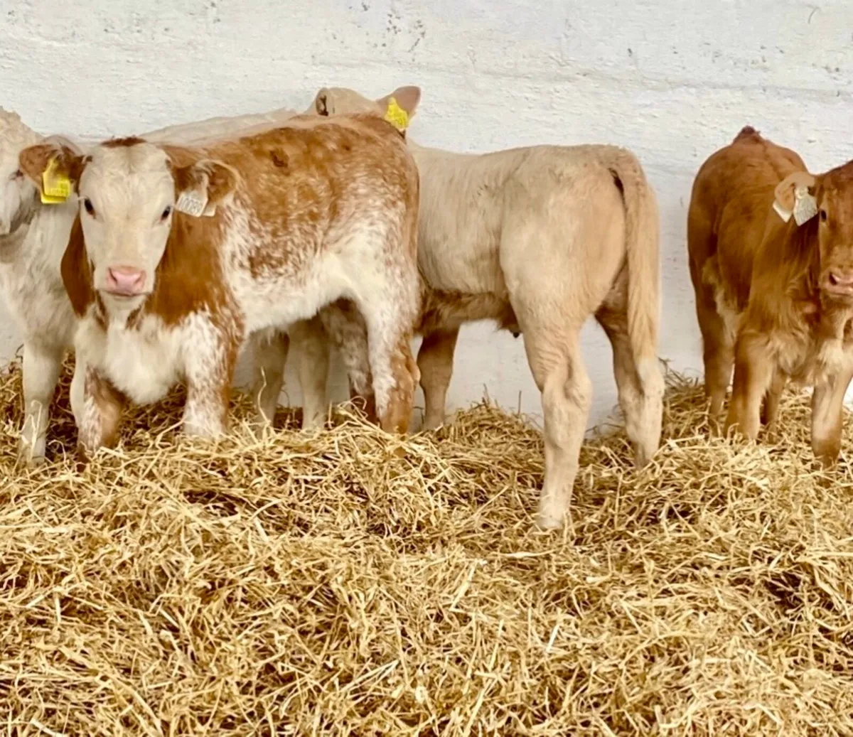 THE HOME OF TOP QUALITY AUTUMN BORN SUCK CALVES - Image 1