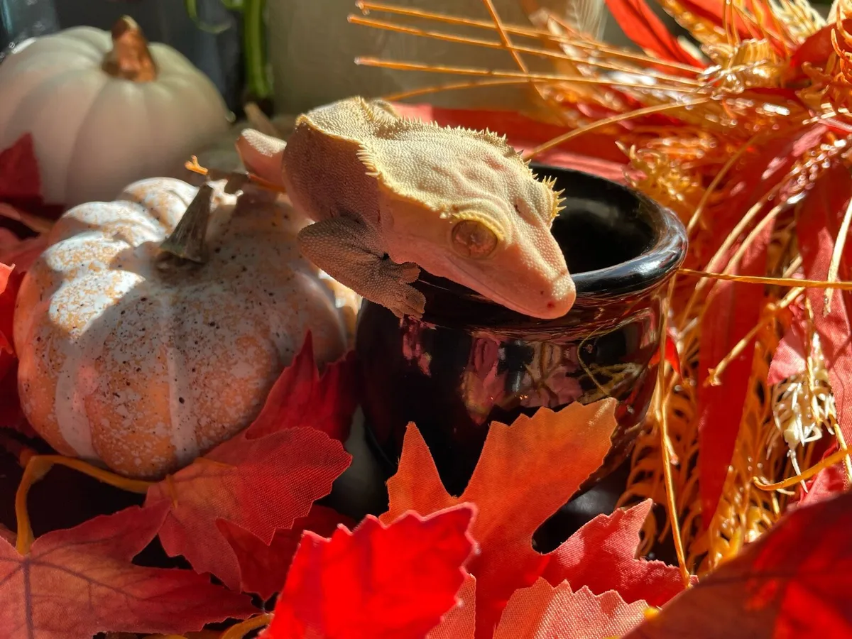 Crested geckos - Image 1