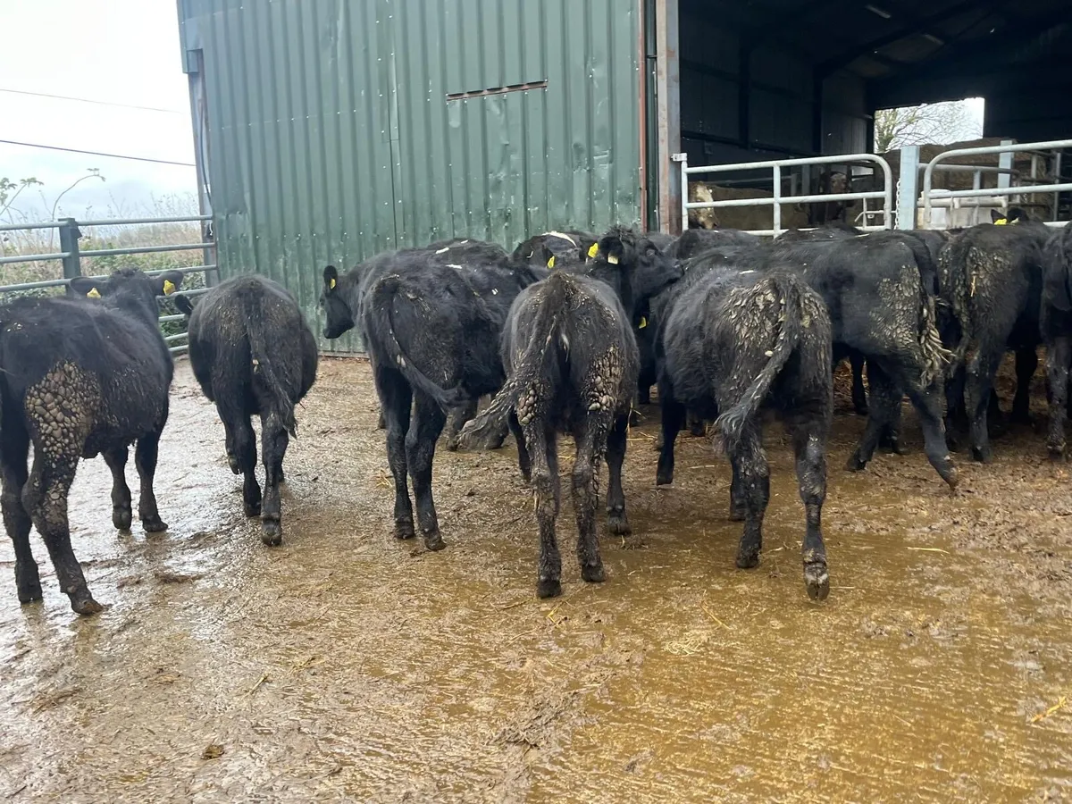 18 super Angus  heifer weanlings - Image 1