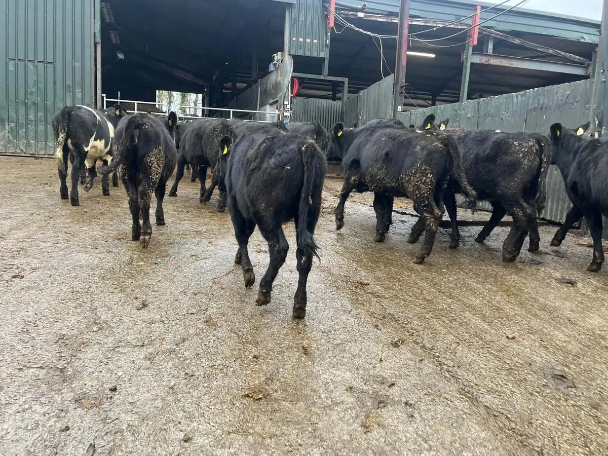 18 super Angus  heifer weanlings - Image 2