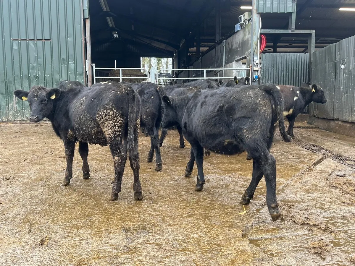 18 super Angus  heifer weanlings - Image 3