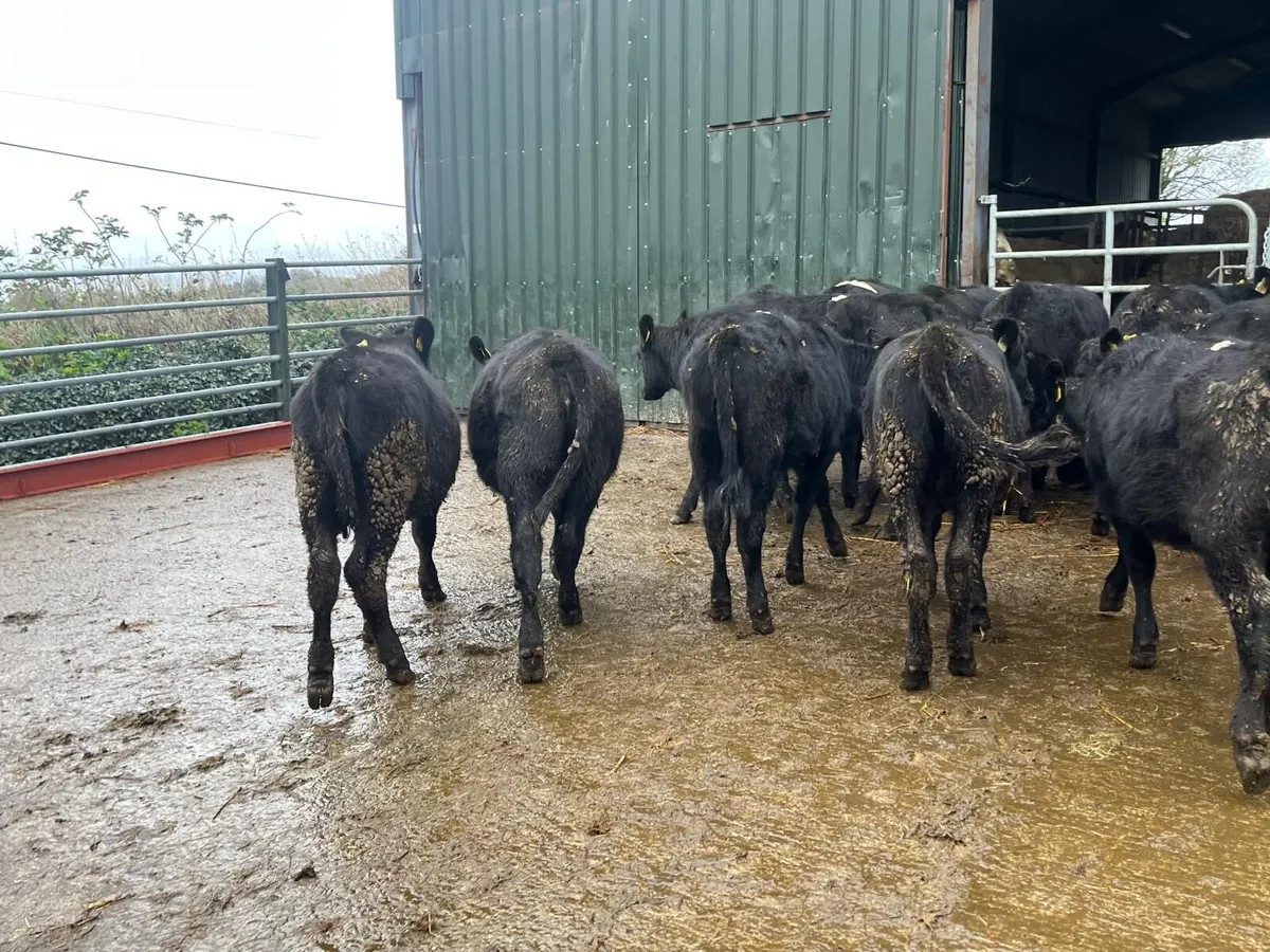 18 super Angus  heifer weanlings - Image 4